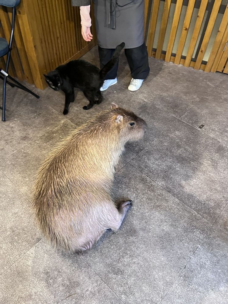 カピバラ。猫と並んでくつろいでいた