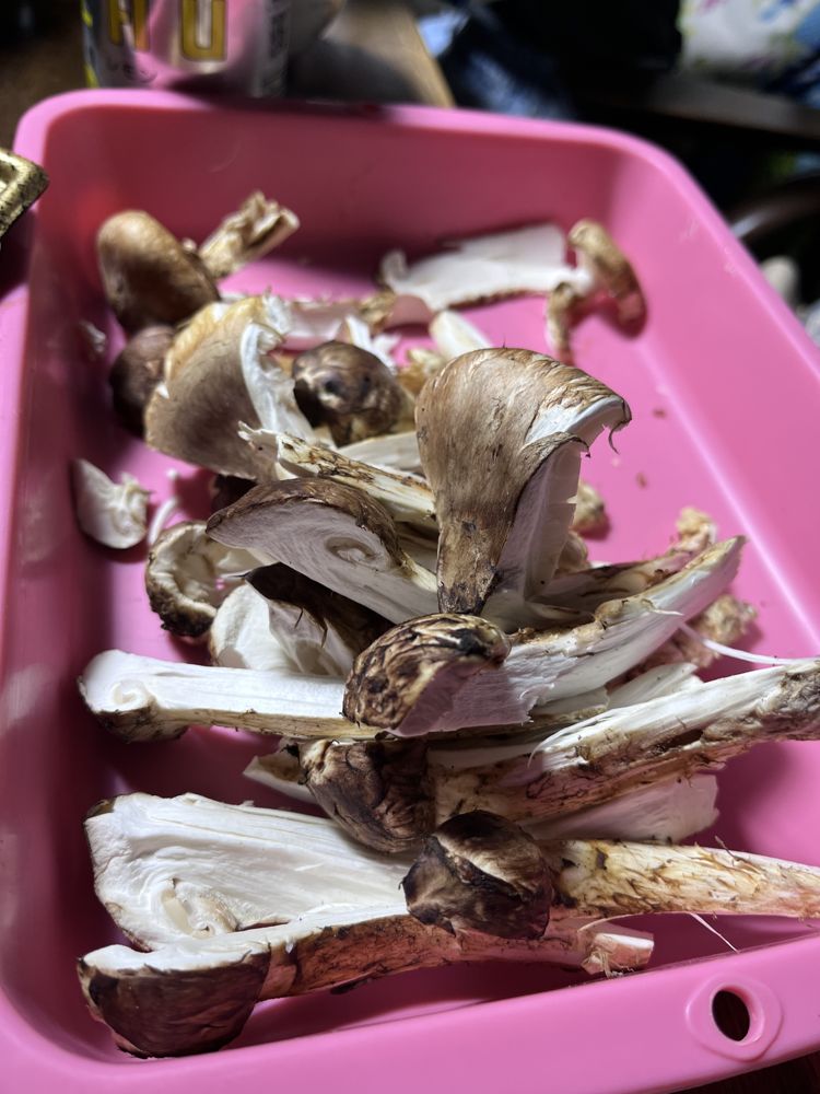 手で裂いた松茸